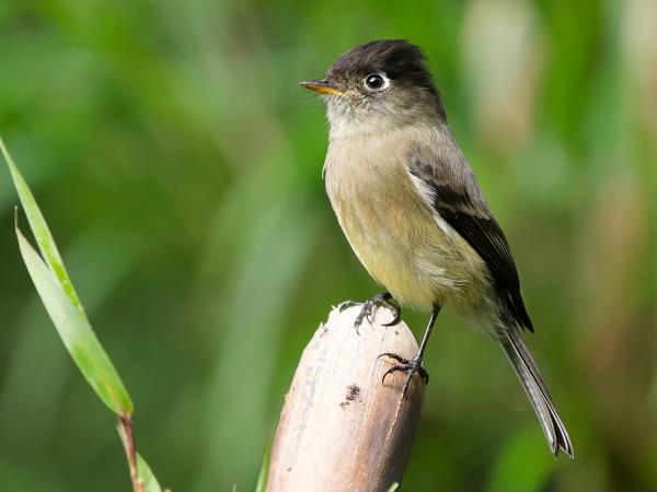 <h3><a href="/trips/costa-rica/biota/animalia/chordata/aves/040 passeriformes/011 tyrannidae/empidonax atriceps/empidonax atriceps-nl.html">Empidonax&nbsp;atriceps</a> / Black‑capped&nbsp;flycatcher / Zwartkapfeetiran</h3>OM-1 Mark II met OLYMPUS M.150-400mm F4.5 TC, 1/2000 sec  bij F5.6, ISO 3200, afstand 6.82&nbsp;m